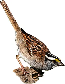 White Throated Sparrow