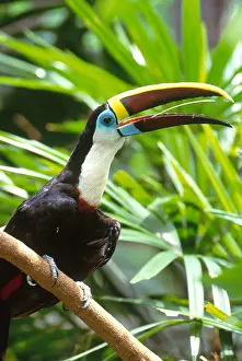 Closeup Prints: White-throated Toucan