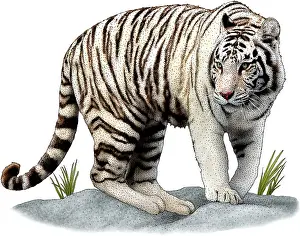 Big Cats Prints: White Tiger