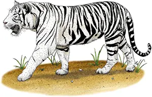 Big Cats Prints: White Tiger