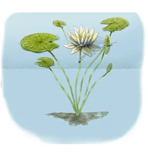 Plantae Prints: White Water Lily