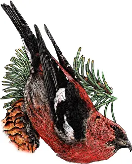Winged Prints: White Winged Crossbill