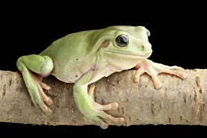 Litoria Prints: White's Tree Frog (Litoria caerulea)