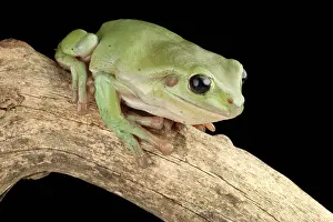 Litoria Prints: White's Tree Frog (Litoria caerulea)