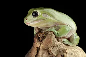 2017 Prints: White's Tree Frog (Litoria caerulea)