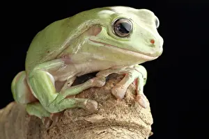 2017 Prints: White's Tree Frog (Litoria caerulea)