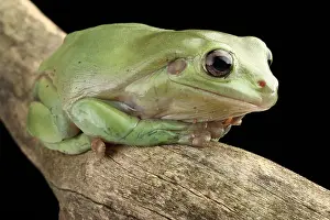 2017 Prints: White's Tree Frog (Litoria caerulea)