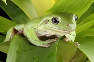 Frog Prints: White's Tree Frog (Litoria caerulea)