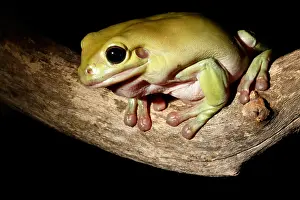 Frog Prints: White's Tree frog (Litoria caerulea)