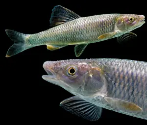 Breeding Prints: Whitetail Shiner (Cyprinella galactura)