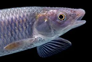 Breeding Prints: Whitetail Shiner (Cyprinella galactura)