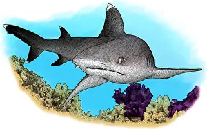 Sharks Prints: Whitetip Reef Shark, Illustration