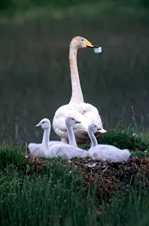 Fauna Prints: Whooper Swan with Cygnets