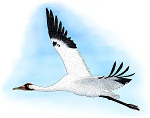 Grus Prints: Whooping Crane