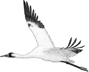 Flying Prints: Whooping Crane