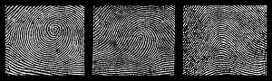 Form Prints: Whorl, Loop, and Arch Fingerprints