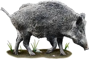 Europe Prints: Wild Boar, Sus scrofa, Illustration
