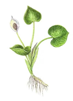 Plantae Prints: Wild Calla