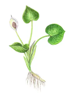 Angiosperm Prints: Wild Calla