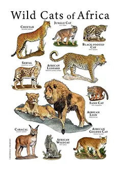 World Cultures Prints: Wild Cats of Africa