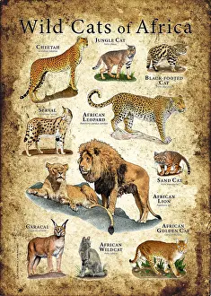 World Cultures Prints: Wild Cats of Africa