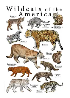 Big Cats Prints: Wild Cats of the Americas