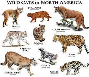 Poster Prints: Wild Cats of North America
