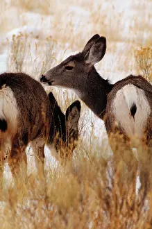 Misc 2 Prints: Wild deer