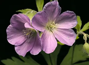 Blooming Prints: Wild Geranium
