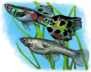 Form Prints: Wild guppies