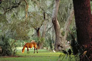 Best Sellers Part IV Prints: Wild horse. Cumberland Island, Georgia