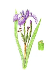 Angiosperm Prints: Wild Iris