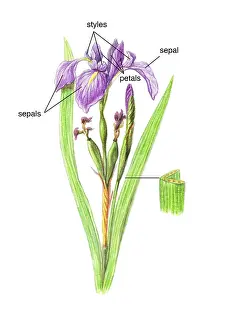 Angiosperm Prints: Wild Iris