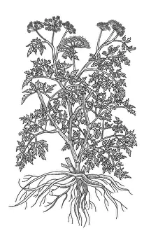 Parsley Prints: Wild Parsley