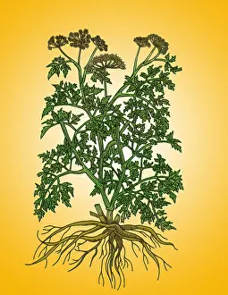 Parsley Prints: Wild Parsley