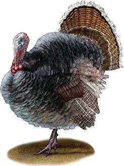 Flightless Prints: Wild Turkey