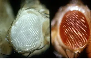 Mutation Prints: Wild and white-eyed fruit flies