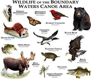 Bulls Prints: Wildlife of the Boundary Waters Canoe Area