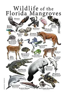 Turtle Prints: Wildlife of the Florida Mangroves