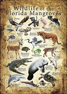 Turtle Prints: Wildlife of the Florida Mangroves