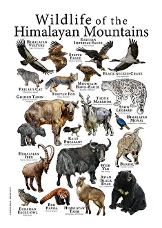 Bear Prints: Wildlife of the Himalayan Mountains