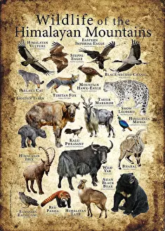 Bear Prints: Wildlife of the Himalayan Mountains