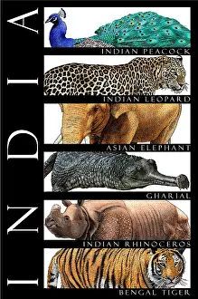 Star Prints: Wildlife of India