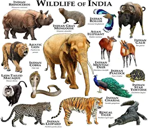 Star Prints: Wildlife of India