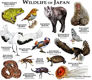 Beetle Prints: Wildlife of Japan