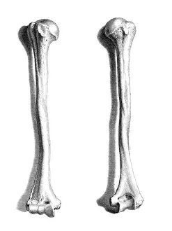 1730s Prints: William Cheselden, 'Osteographia', 1733