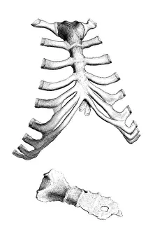 1730s Prints: William Cheselden, 'Osteographia', 1733