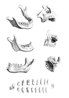 Prints of Plate 9. William Cheselden (October 19, 1688 - April 10, 1752) was an English surgeon and teacher of anatomy and surgery History Prints: William Cheselden, 'Osteographia', 1733
