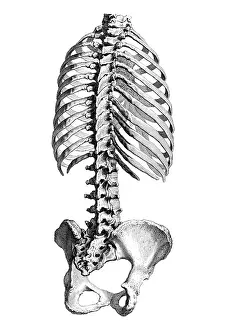1730s Prints: William Cheselden, 'Osteographia', 1733