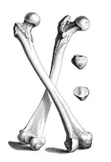 1730s Prints: William Cheselden, 'Osteographia', 1733